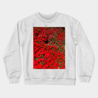 Dianthus Flower Crewneck Sweatshirt
